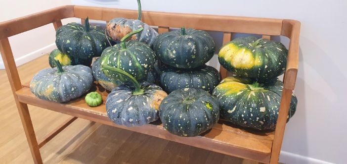 Cluster of pumpkins - Underwood Early Learning Centre