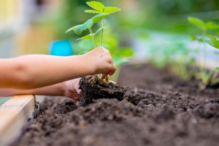 Tips to Get Involved in the Garden A child gardening - Your Local Early Learning Centre