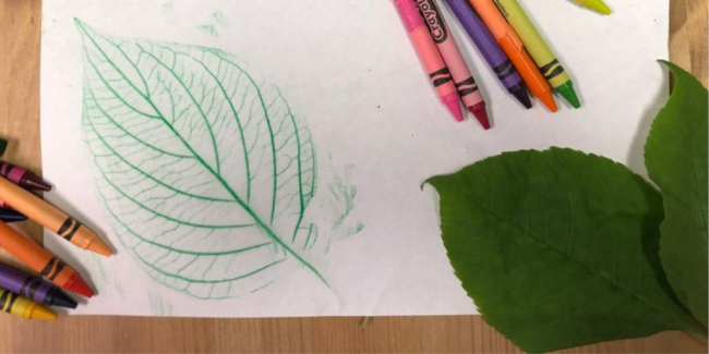 Leaf Rubbing Art An outline of a leaf on a paper with crayons and leaves on the side - Your ELC