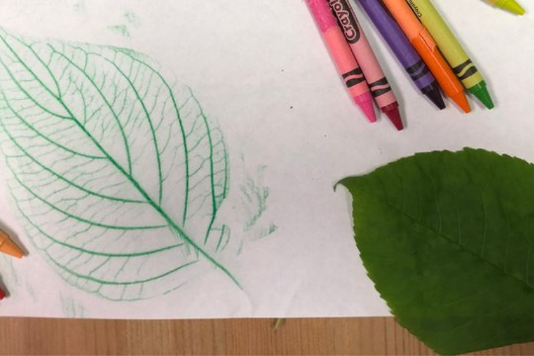 Leaf Rubbing Art An outline of a leaf on a paper with crayons and leaves on the side - Your ELC