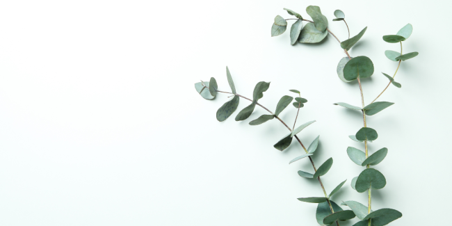 Nature Sticky Cards
